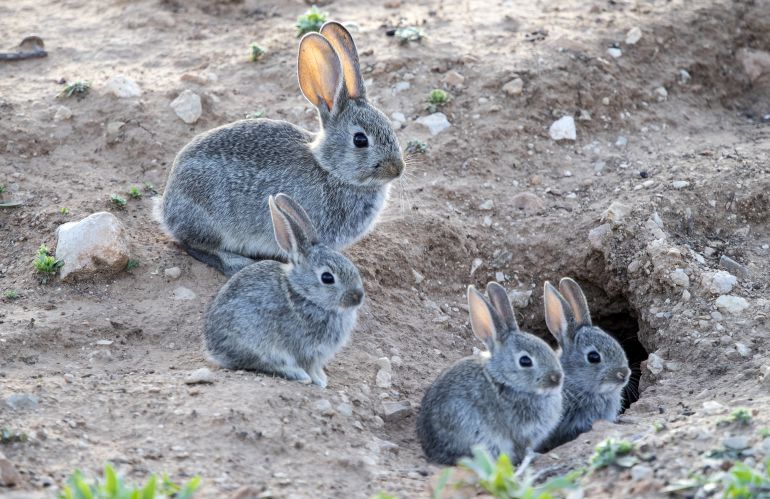 Trampas en el aeropuerto Lleida-Alguaire para acabar con la plaga de conejos